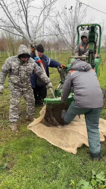 Копка деревьев в питомнике