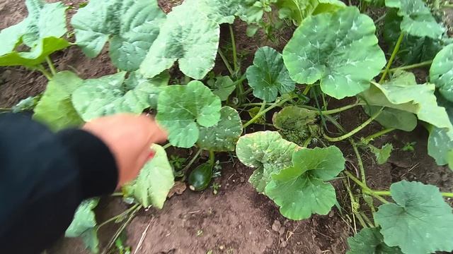 Лето,работа не заканчивается.Обзор урожая в огороде.Грох,арбузы,лук.....