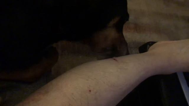 Моя собака на марафоне по зализыванию ран | ASRM - Груминг