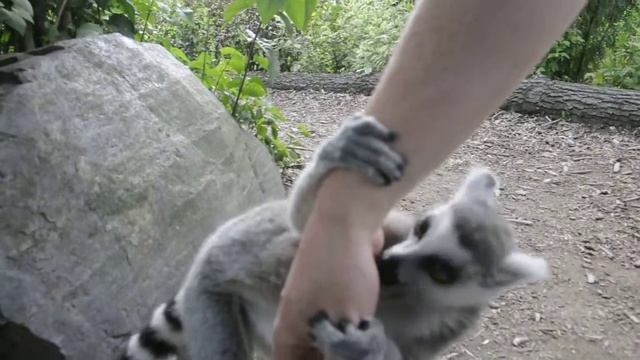 Кольцехвостый лемур лижет мне руку в зоопарке | ASMR - Груминг