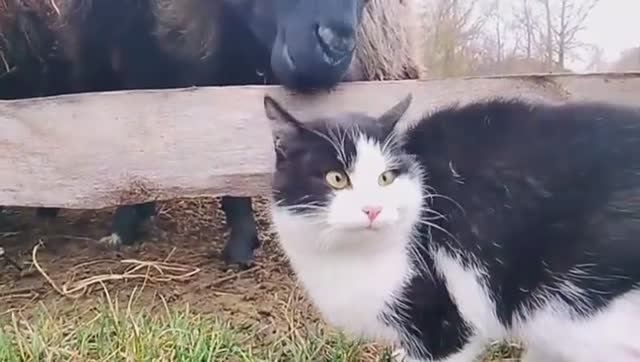 ОВЕЧКА, ХОТЕЛА ОТКУСИТЬ  ВАСЬКЕ  УХО , А МНЕ МОЙ ПАЛЕЦ ,БОБРЫ УНИЧТОЖАЮ ХУТОР. ДЕЛАЕМ ГНЕЗДА ДЛЯ .