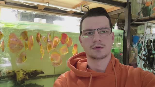 Мини обзор продаваемых дискусов и разводни