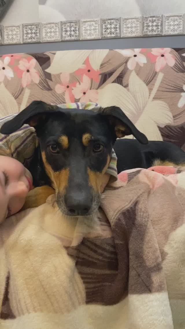 Семейная собачка Лада ищет хозяина❤️