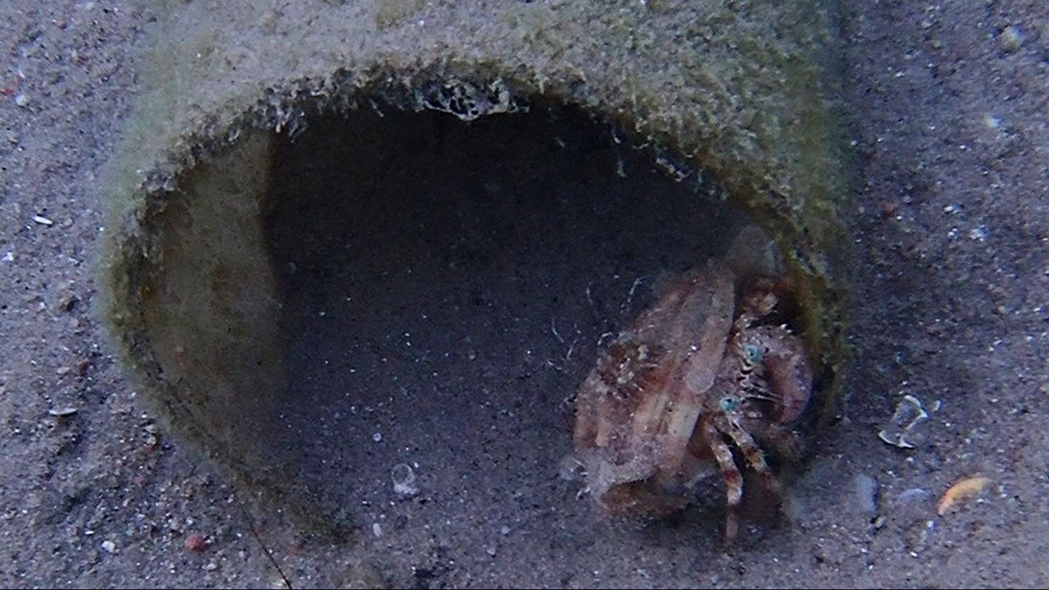 Итак, знакомьтесь, Анемоновый рак-отшельник - Anemone Hermit Crab (Dardanus tinctor)