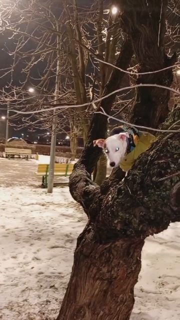 Скоро,скоро Новый год!