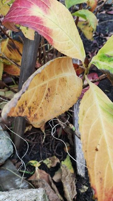 Подготовка крупнолистной гортензии к зиме