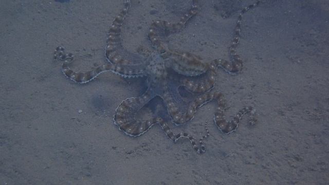 Мимический индонезийский осьминог (Thaumoctopus mimicus).