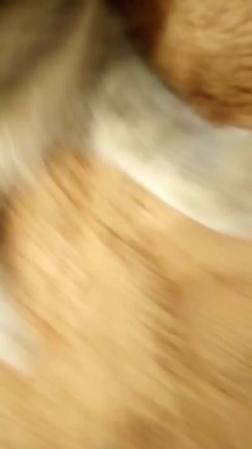 кошка Damira