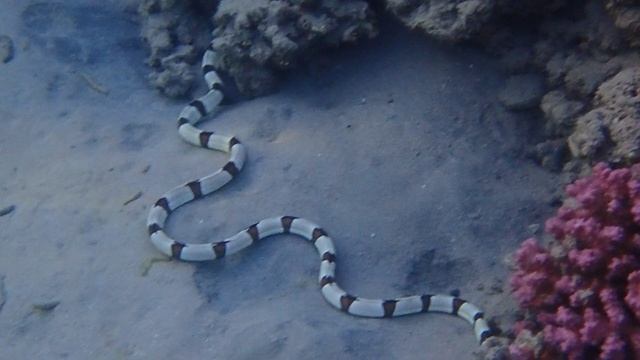 Угорь острохвостый полосатый (Мурена-мирихт арлекин, Мурена черно-белая). Myrichthys colubrinus.