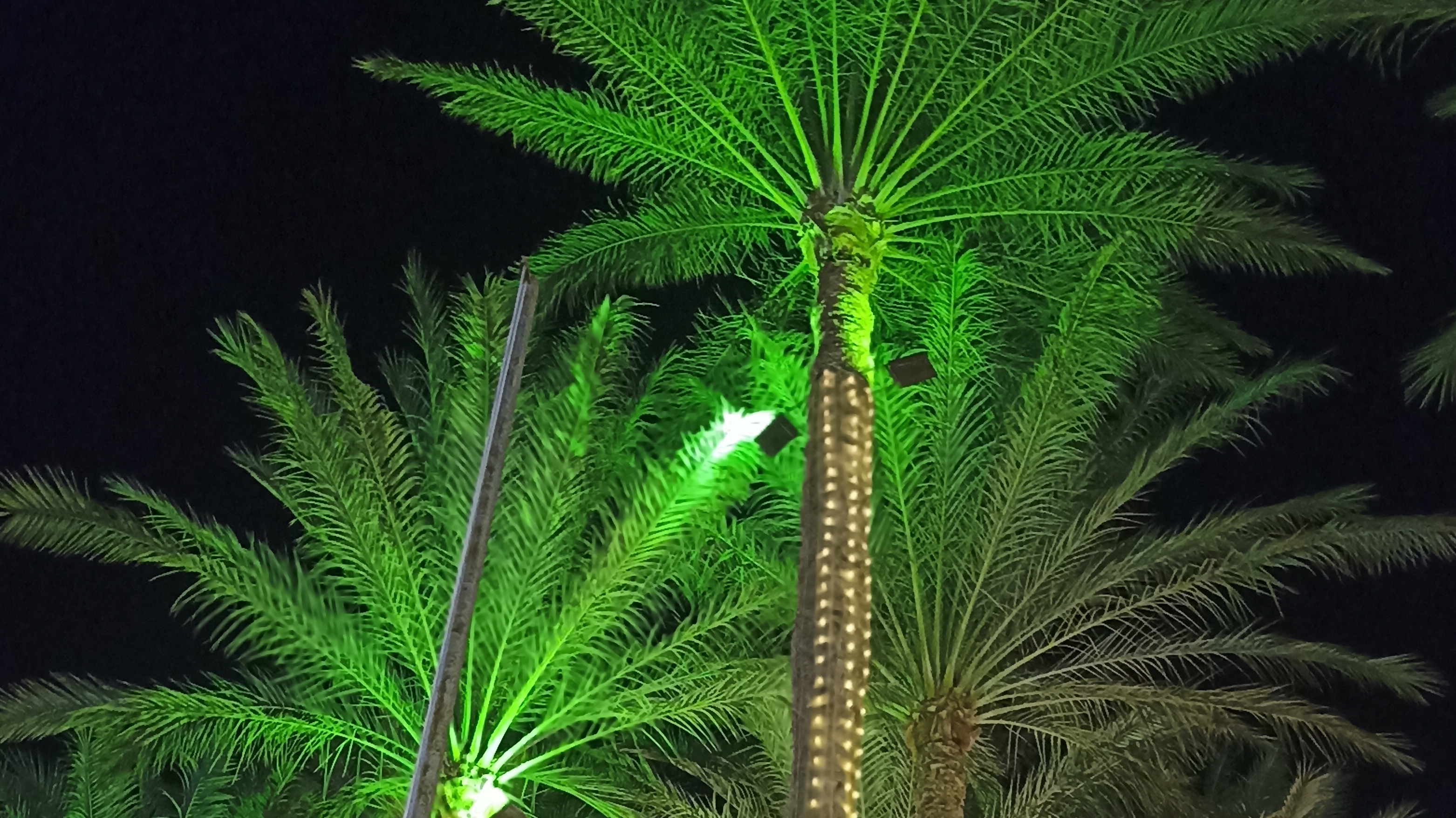 Удод-будильник