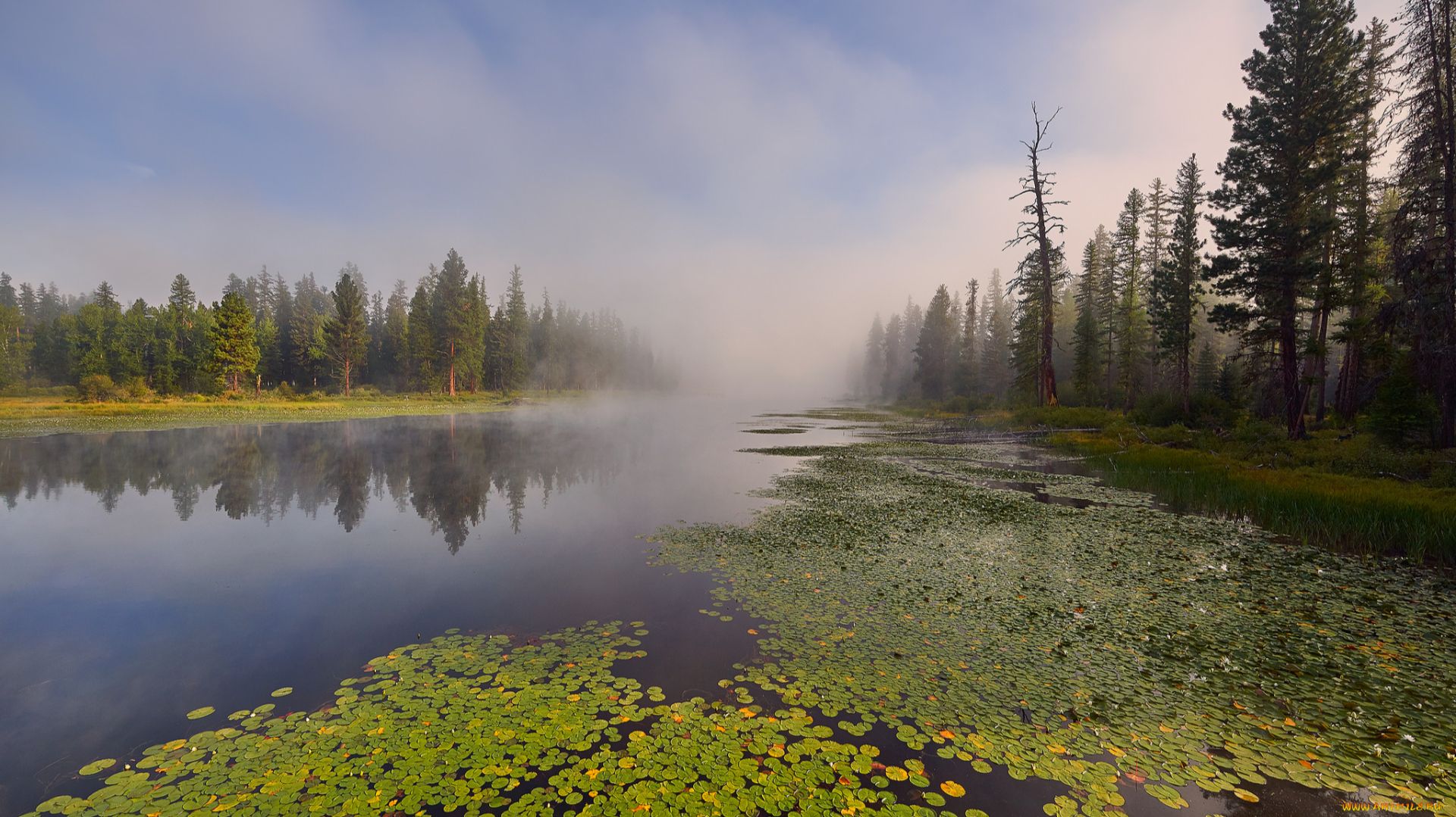 A80d42421bf260546491278dee9539fe