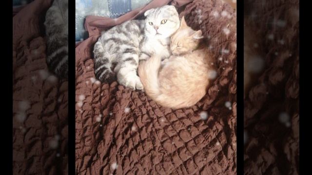 Ccac05425750e94c7fe134c59fbae0d4