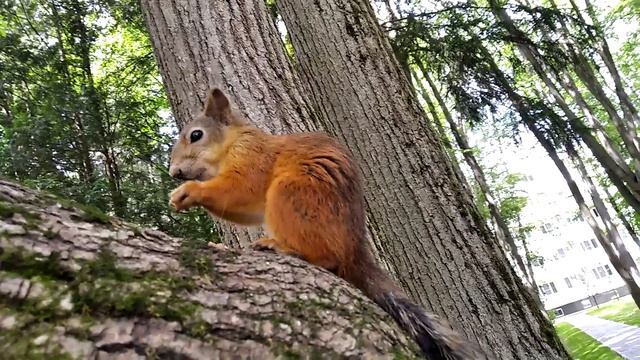 Умная белка или пародия на Николая Дроздова
