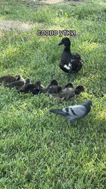 вы не готовы