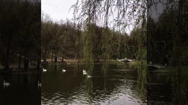 лебеди в Царицыно