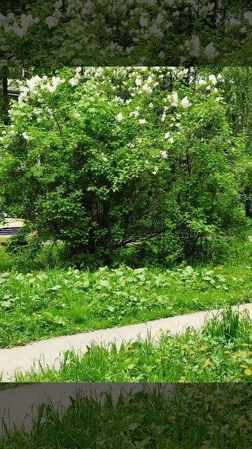 Весна в парке Сосенки на Нахимовском проспекте
