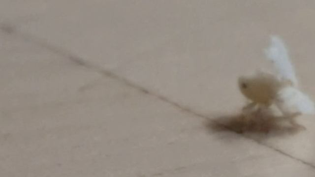 D0f30e872e69d5c8925a499aabf929c6