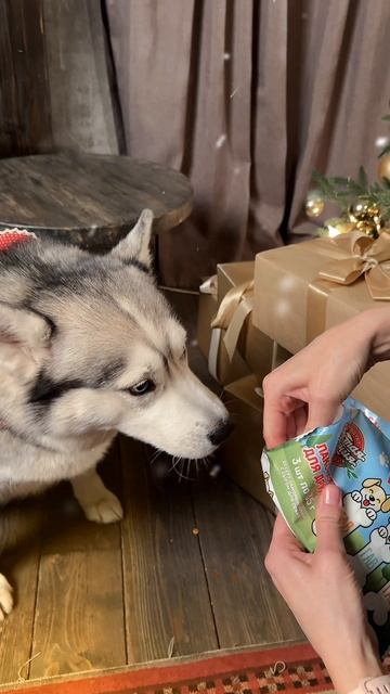 Лакомство для друга