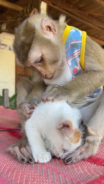 Милая Зуэйи ухаживает за Маликой | ASMR - Груминг