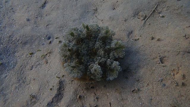 Cassiopea andromeda (лат.) — вид медуз семейства Cassiopeidae отряда корнеротов (Rhizostomeae)