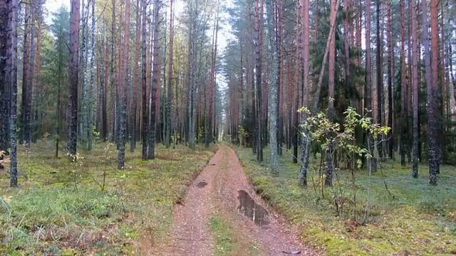 Осенний лес на Богушевском перекрестке Сенненский район, Беларусь