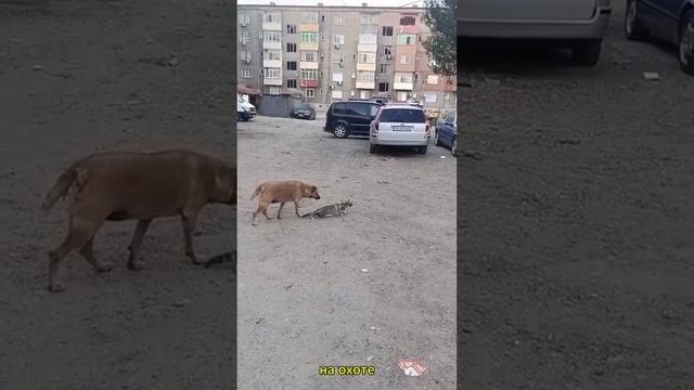 Нарезка смешных и интересных видео №14