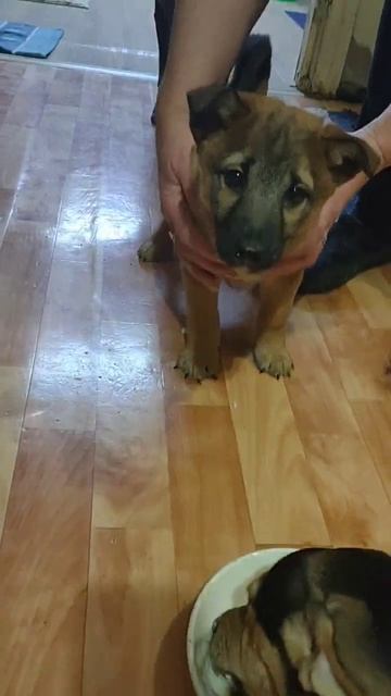 Вот такой вот хулиган у нас появился! 🙏