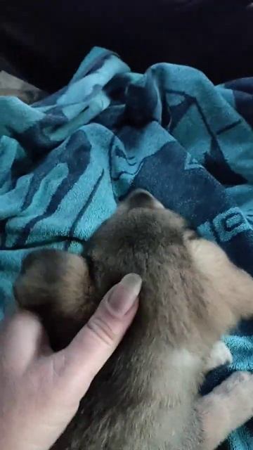 Малыш нашел себе дом!