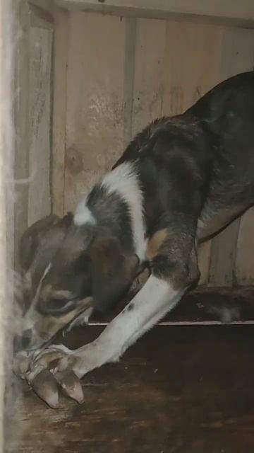 Милая собачка Даша, 8 мес. Ищем дом!