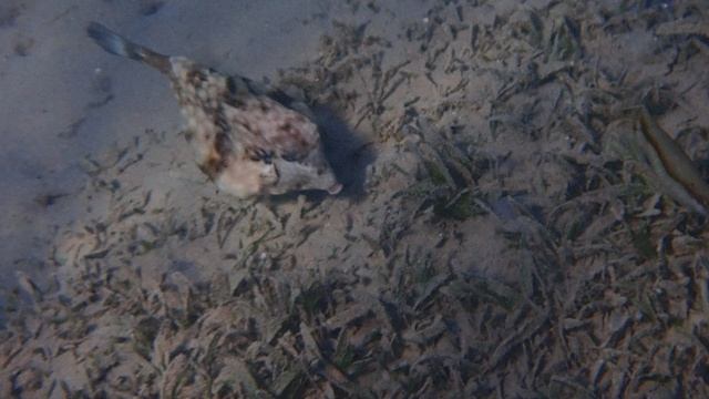 Рыбы Бритвы и Горбатый кузовок.Ноярь 2025. (Aeoliscus strigatus) и Longhorn Cowfish .