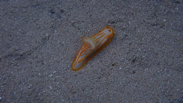 Gymnodoris striata . Форт Арабески.Макди Бэй.Египет.Ноябрь 2025.
