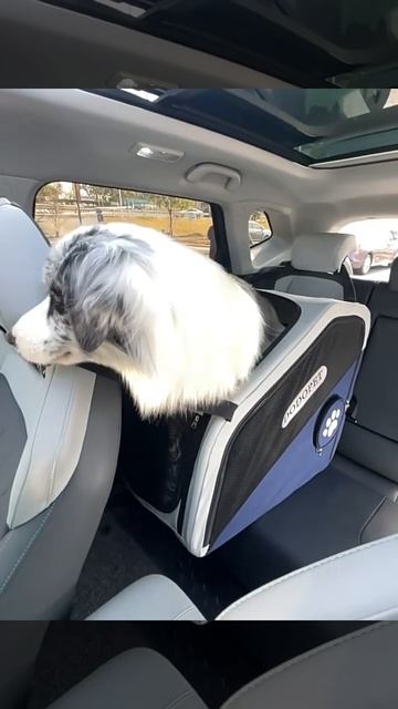 Автокресло для животных от проекта СмартПетСтроллер