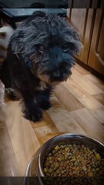 Вот такими животные приходят к нам..нет слов...