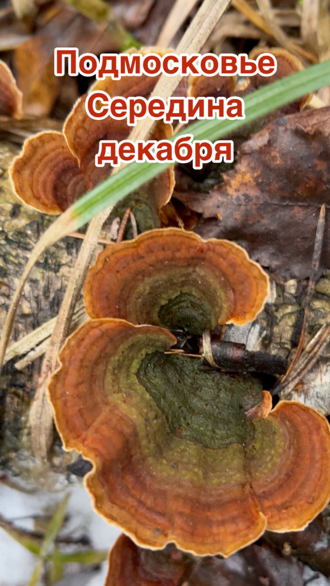 Грибы в декабре в Подмосковье