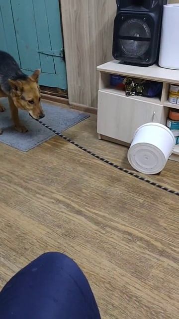 Ищем новый дом для Шарика 🙏