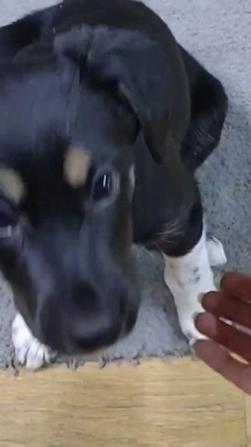 Брошенные детки ищут хозяев 🙏