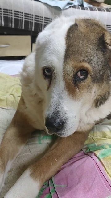 Бобик приболел 🙏 нужна помощь! :(