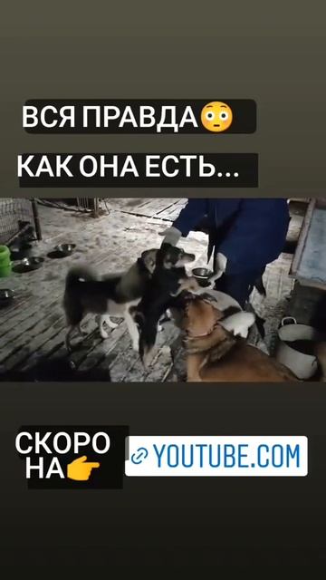 🆘🙏Нам нужна помощь кормами!