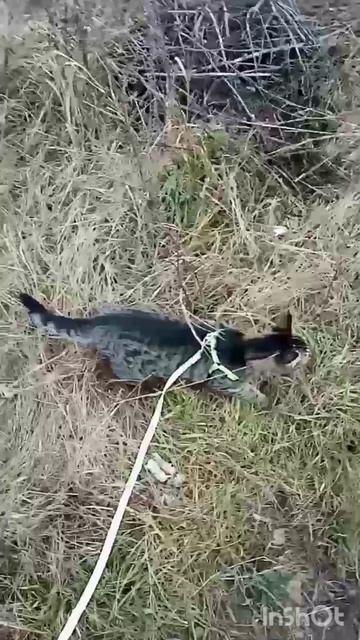 Бася на прогулке