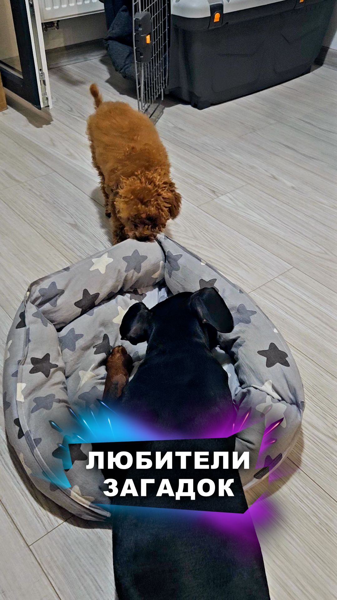 Обожаем загадки! #животные