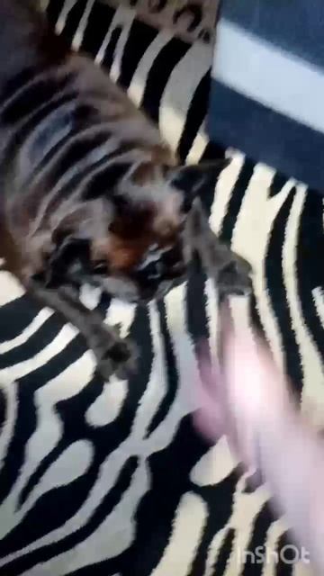 Оскар в игре 🤣😅