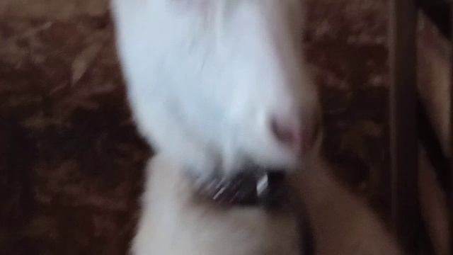 Он такой красивый🐦🔥. Зачем он нам нужен🌧️.