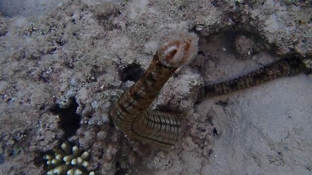 Голотурии, или морские кубышки, или морские огурцы (лат. Holothuroidea ). Форт Арабески.