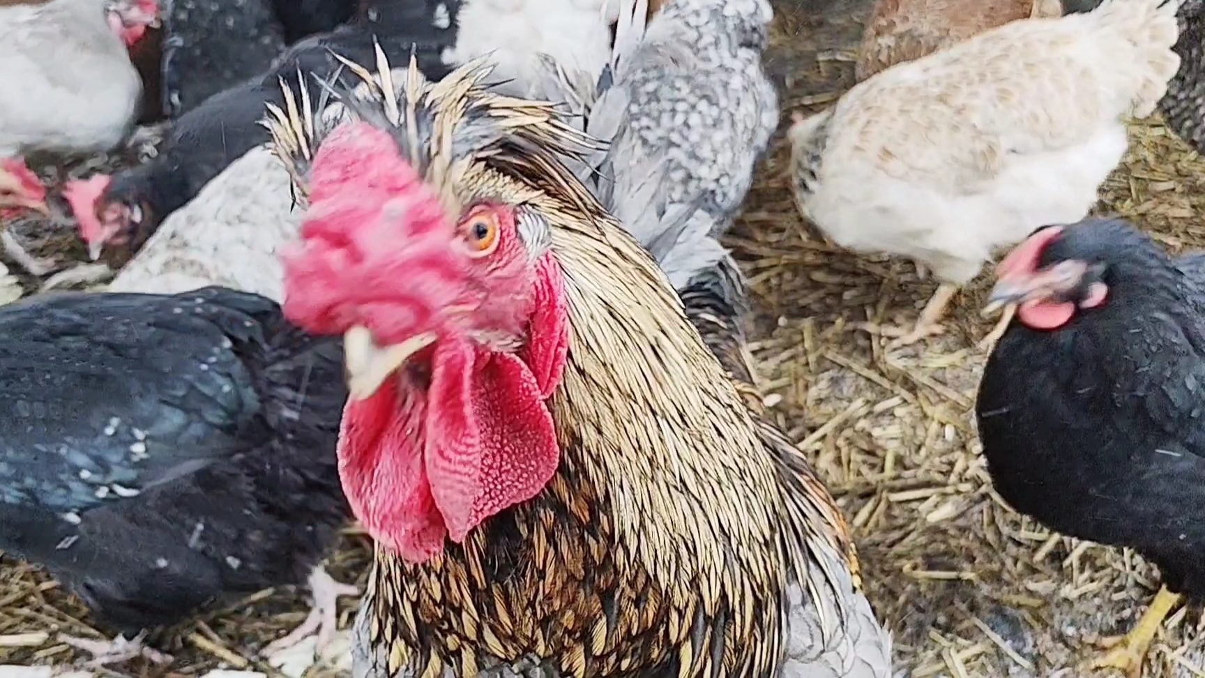 21 декабря 2025г./К нам пришла зима/ Мой птичий дворик/