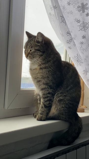 К встрече Нового 2026 года готовы. Украшать помогала кошка Мила