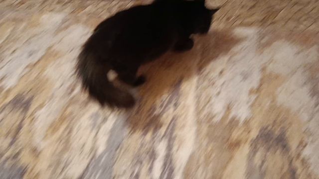 10f3742d89b697373445c5edeaf93721