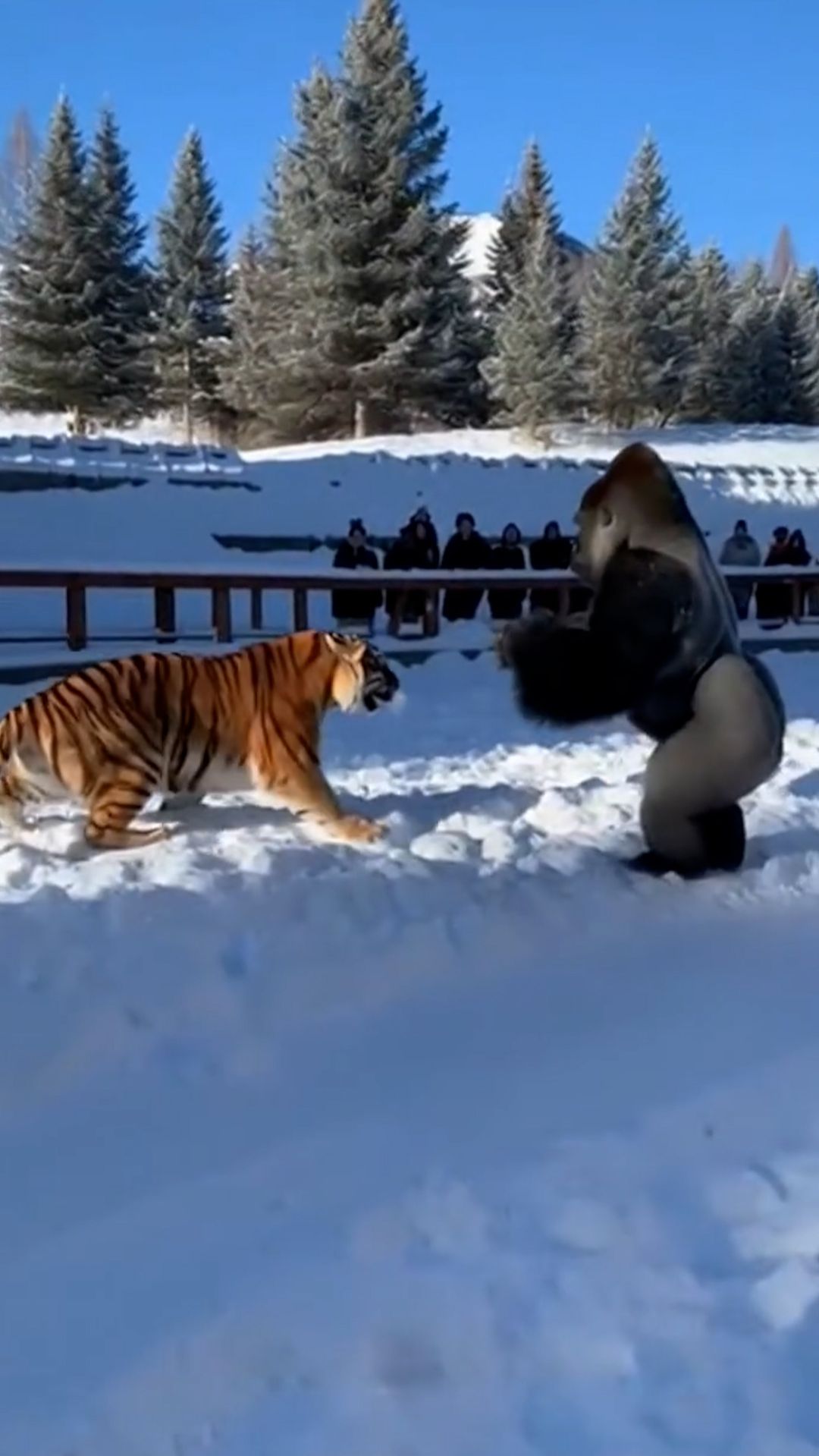 Тигр против Гориллы (ИИ)