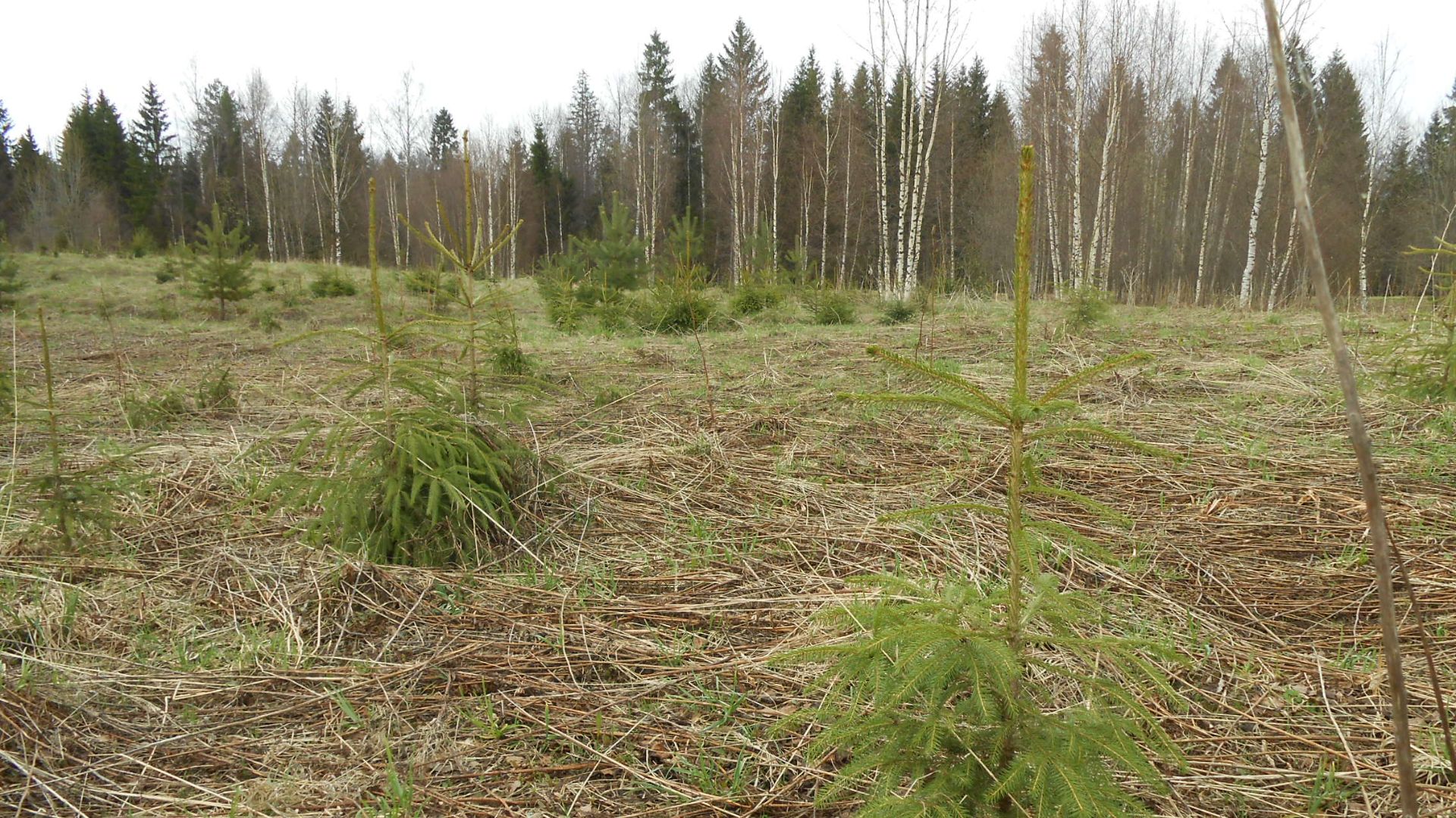 Моё хобби.#2  Декабрьский коп, в поисках золота.