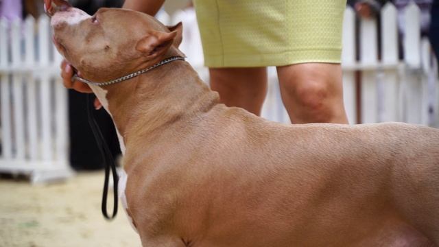 Американский булли Классик