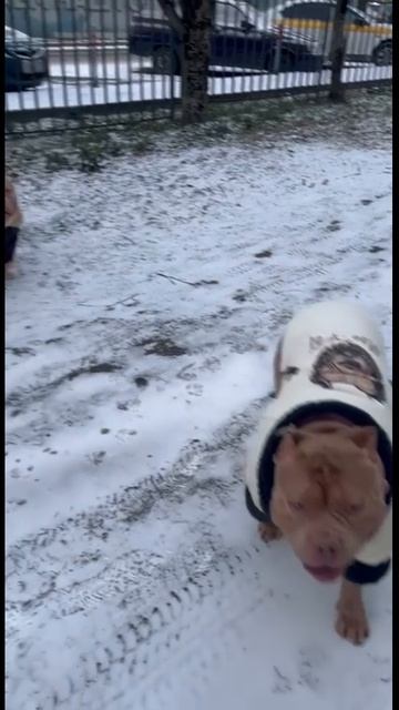 Американский булли Классик и Стандарт.